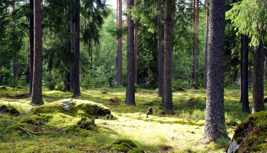 Uusi Palvelu Helpottamaan Metsän Hiilitaseen Seurantaa – Kemiamedia